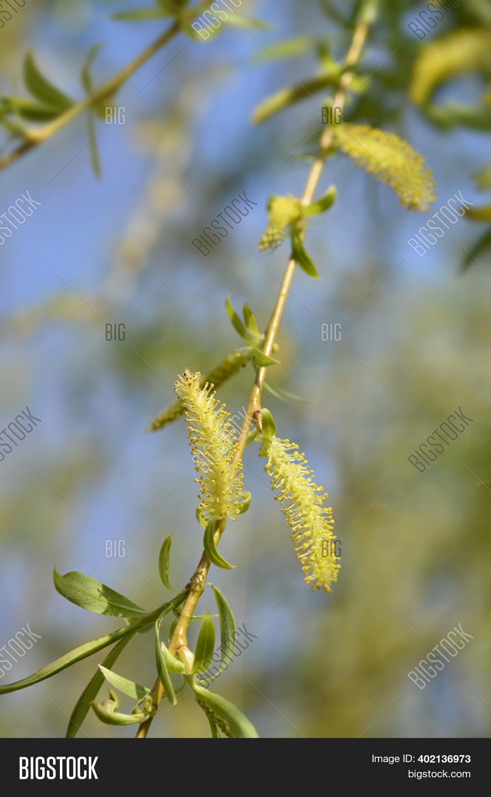 Golden Weeping Willow Image & Photo (Free Trial) Bigstock