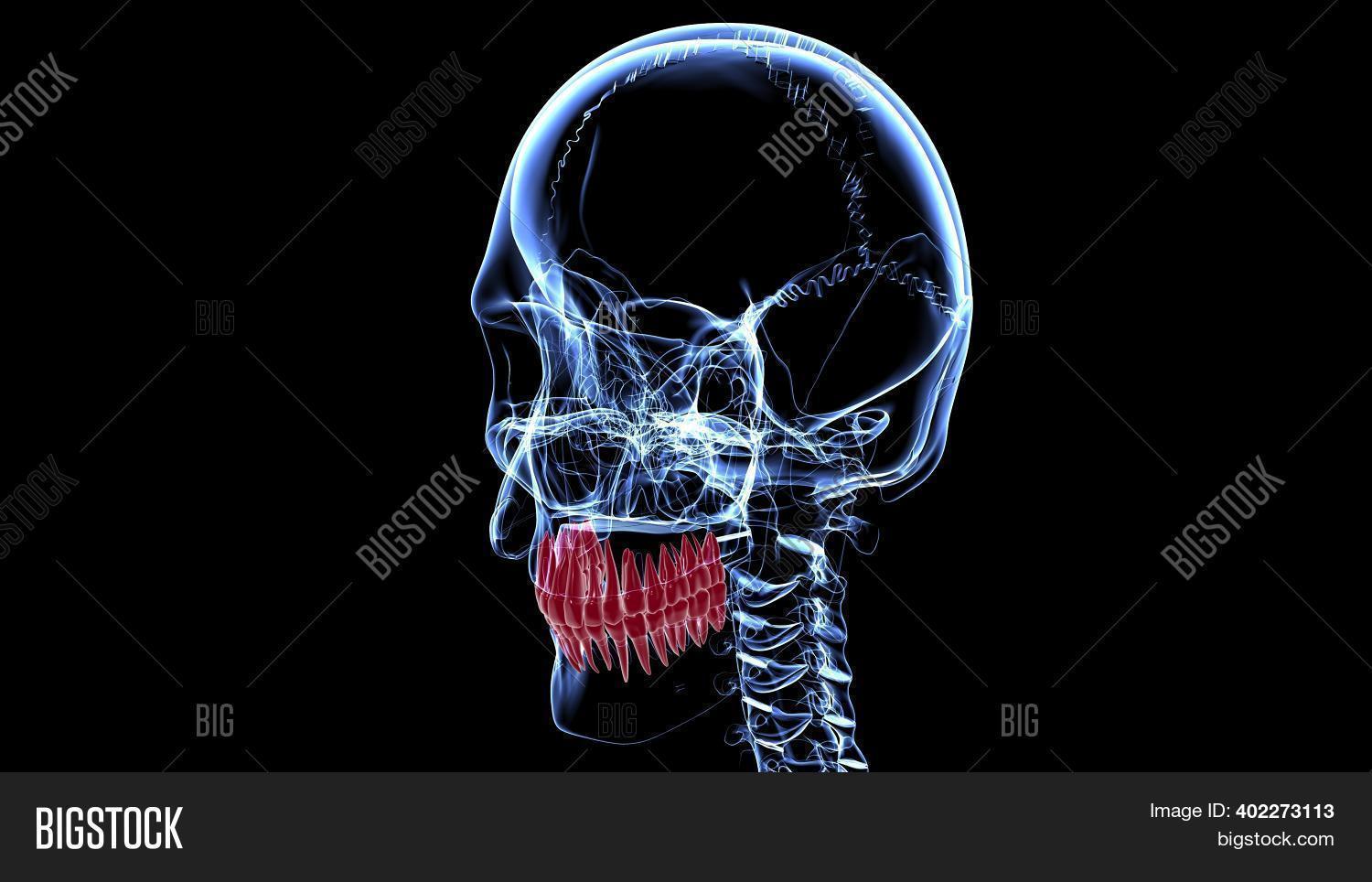 Human Teeth Anatomy 3D Image & Photo (Free Trial) Bigstock