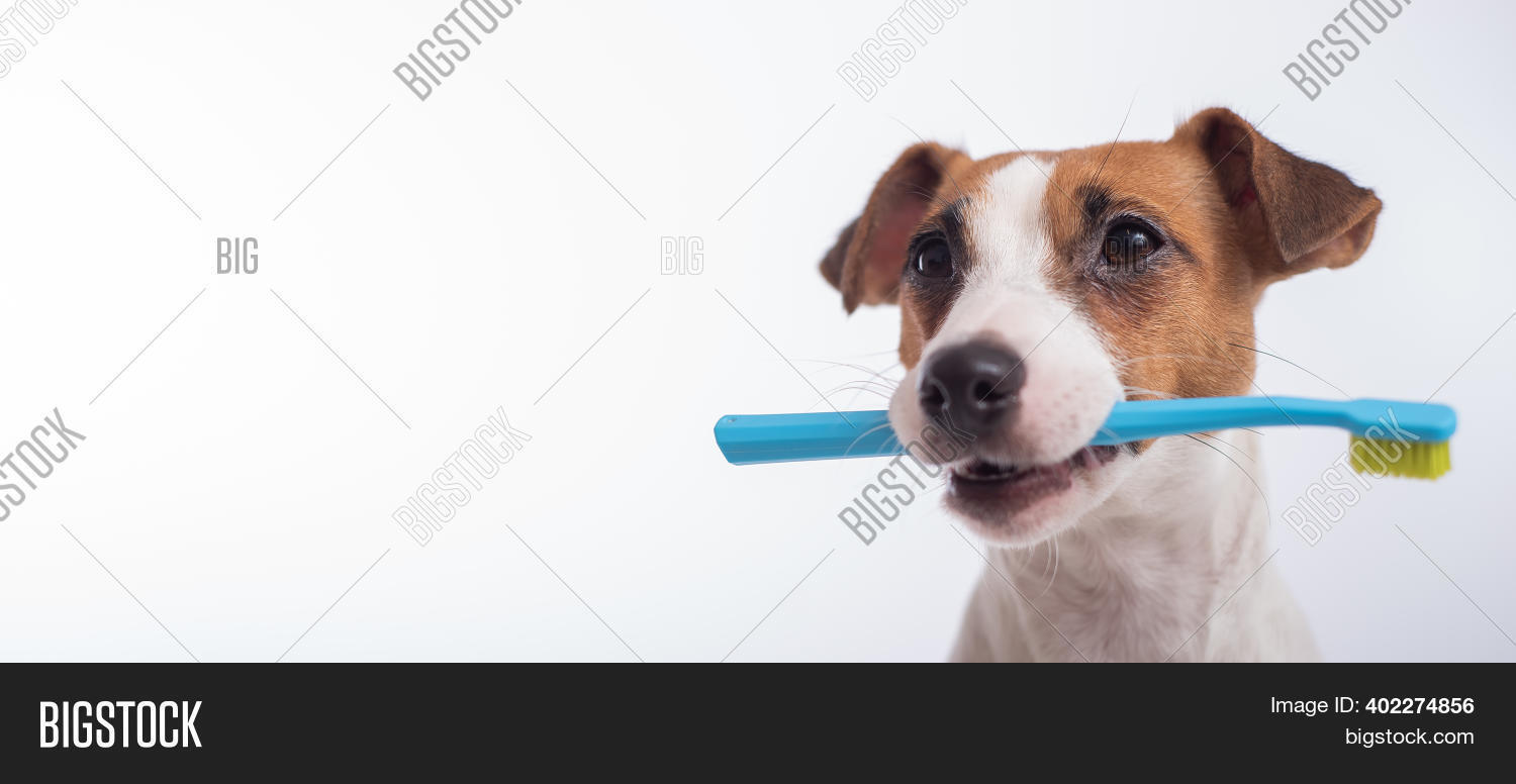 smart brush dog toothbrush