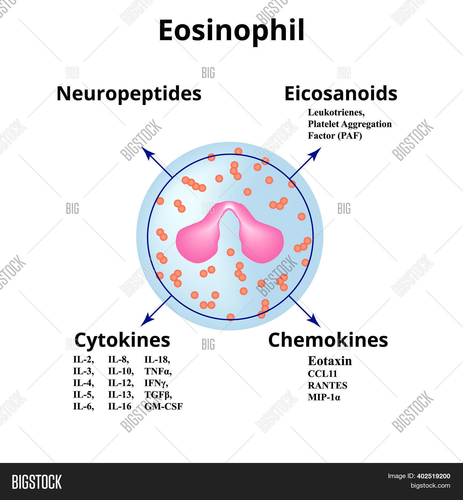 Eosinophil. Immune Image & Photo (Free Trial) Bigstock