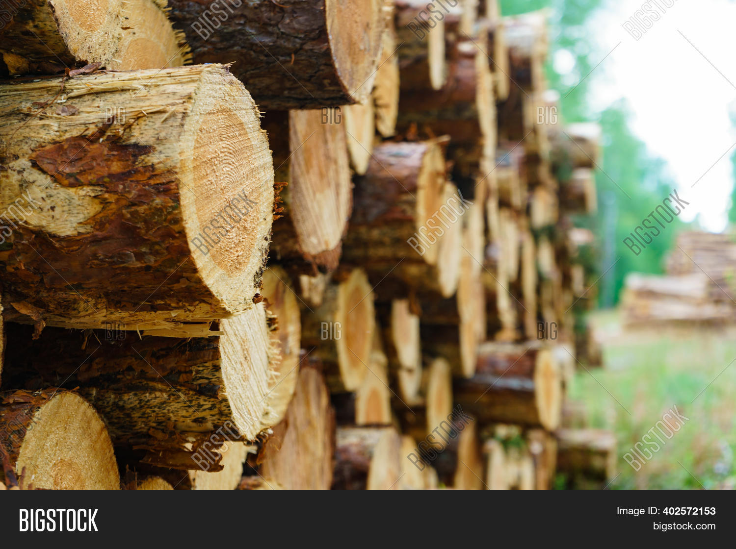Timber Logging Forest Image & Photo (Free Trial) Bigstock