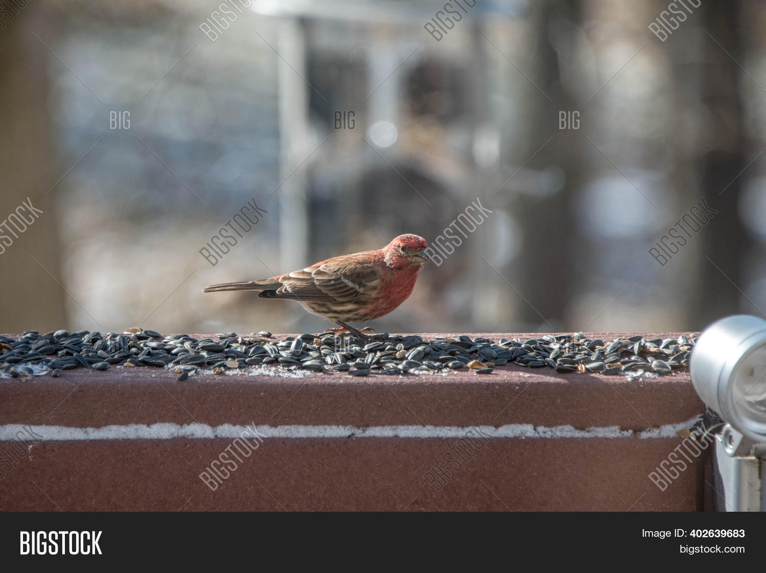 Red Breasted House Image & Photo (Free Trial) | Bigstock