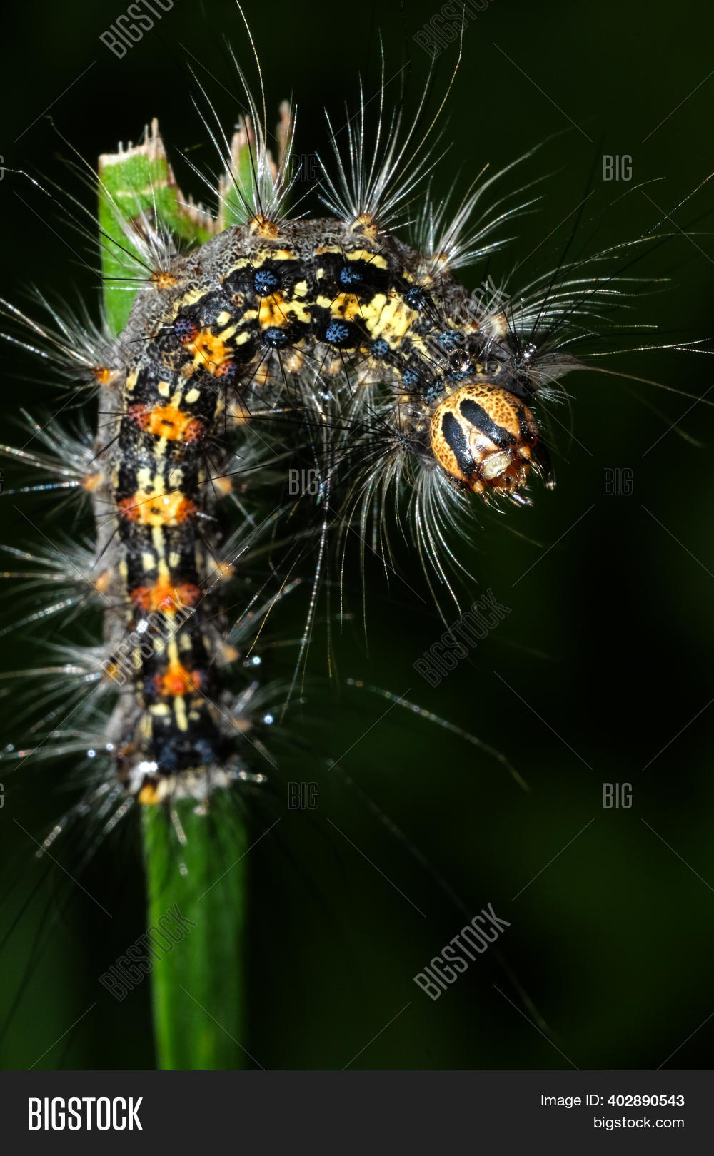 Fluffy Caterpillar Image & Photo (Free Trial) Bigstock