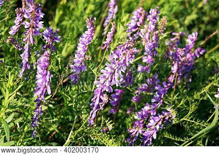 Vicia Cracca (tufted Vetch, Cow Vetch, Bird Vetch, Blue Vetch, Boreal Vetch)