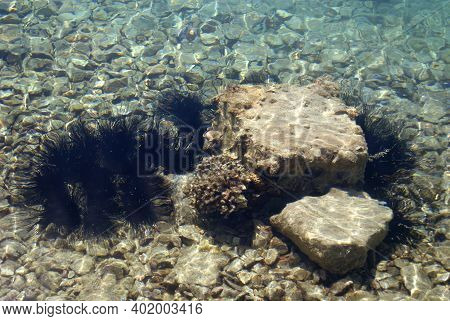 Sea Urchin Echinothrix Diadema, Commonly Called Diadema Urchin Or Blue-black Urchin, Underwater