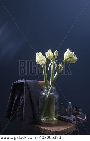 A Bouquet Of Unblown Green And White Amaryllis In A Glass Vase On A Viennese Chair Against A Dark Bl