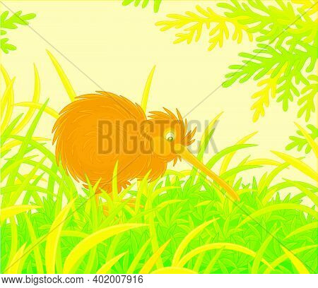 Amusing Flightless New Zealand Kiwi Bird With Shaggy Feathers And A Long Bill Walking Among Tall Gre