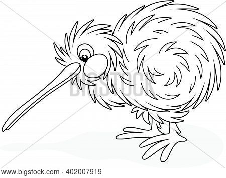 Amusing Flightless New Zealand Kiwi Bird With Shaggy Feathers And A Long Bill, Black And White Outli