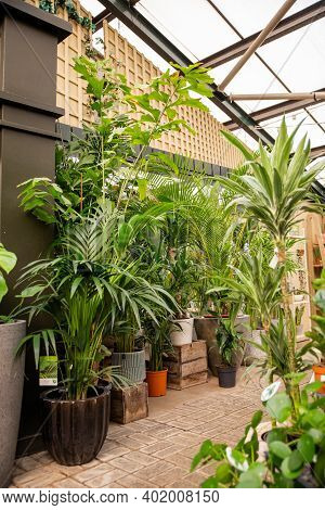 Display Of Plants And Small Trees Inside A Store