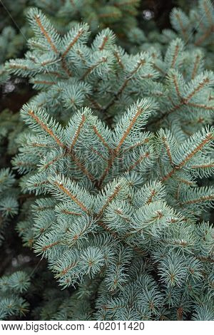 A Branch Of A Blue, Lush Christmas Tree, There Is A Place For Text. High Quality Photo