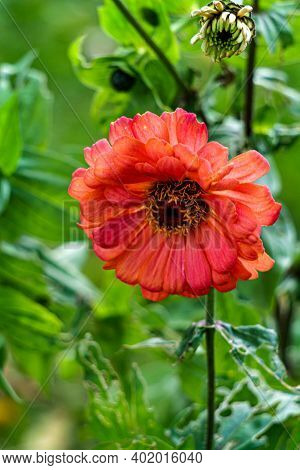 A Closeup Of A Colorful Flowerbeautiful Coral-colored Zinnia Flower In The Summer Garden.