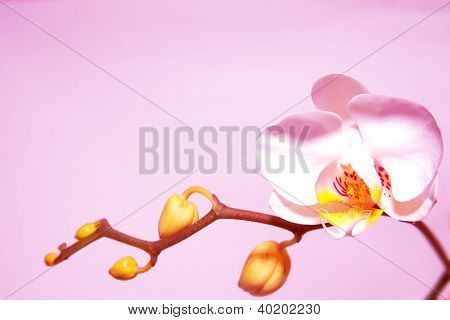 Orchidej
