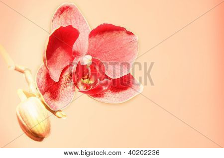 Orchidej