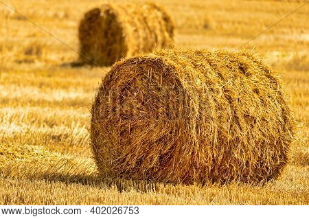 Endless Field Of Hay Laying On A Chopped Soil With Bales Of Straw.