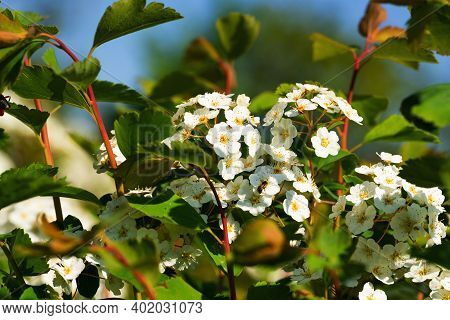 Buds And White Flowers Of A Decorative Shrub Spirea Close-up. Flowers For A Bouquet Or Decor Of Flow