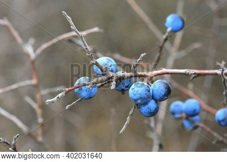 blue berryes on thorn twig at autumn time