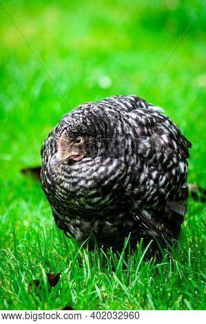 Lonely Sick Chicken Stand On Grass In Farm. Epidemic Disease Of Chicken Flu H5n1. Chinese Pandemic D