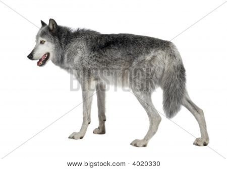Mackenzie Valley Wolf