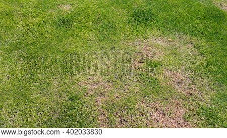 Green Lawn With Dead Spot. Disease Cause Amount Of Damage To Green Lawns, Lawn In Bad Condition. Law