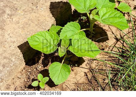 Young Green Paulownia Tree. Seedling Of Paulownia Tomentosa In The Open Ground.