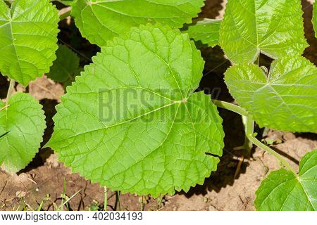 Young Green Paulownia Tree. Seedling Of Paulownia Tomentosa In The Open Ground.