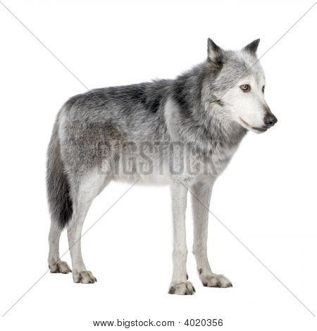Mackenzie Valley Wolf