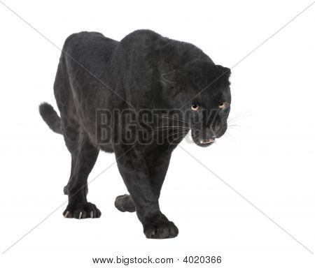 黒ヒョウ