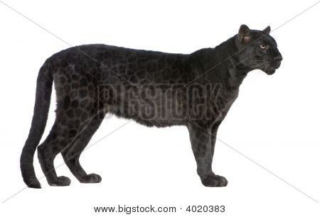 黒ヒョウ