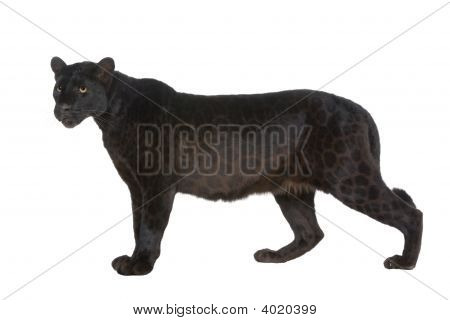 黒ヒョウ