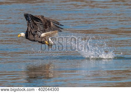 American Bald Eagle Swooping Down To Grab A Fish In Conowingo Dam