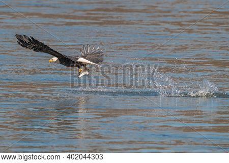 American Bald Eagle Swooping Down To Grab A Fish In Conowingo Dam