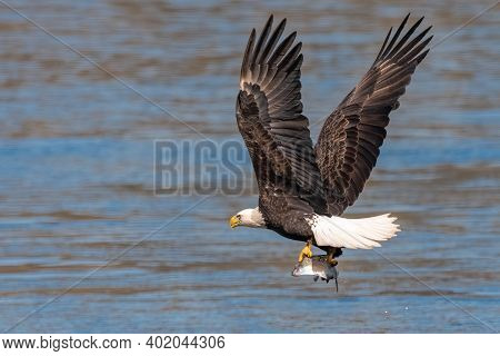 American Bald Eagle Swooping Down To Grab A Fish In Conowingo Dam