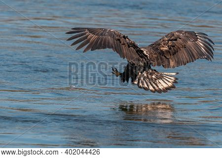 Juvenile Bald Eagle Swooping Down To Grab A Fish In Conowingo Dam