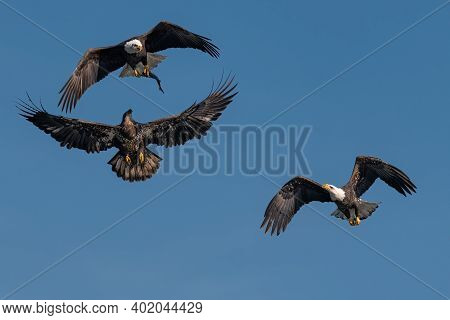 Three Bald Eagles Fighting For A Fish In The Mid Air, Conowingo, Md, Usa