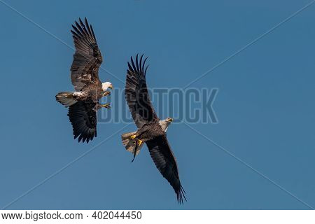 Two Bald Eagles Fighting For A Fish In The Mid Air, Conowingo, Md, Usa