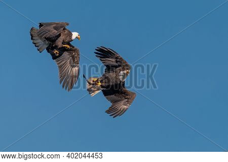 Two Bald Eagles Fighting For A Fish In The Mid Air, Conowingo, Md, Usa