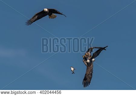 Three Bald Eagles Fighting For A Fish In The Mid Air, Conowingo, Md, Usa