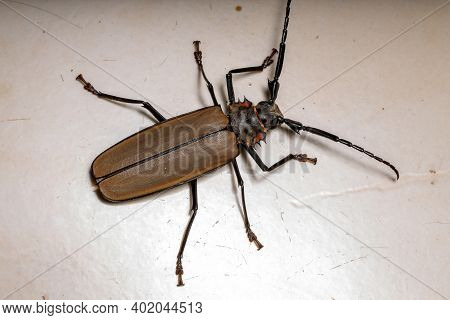 Adult Giant Imperious Sawyer