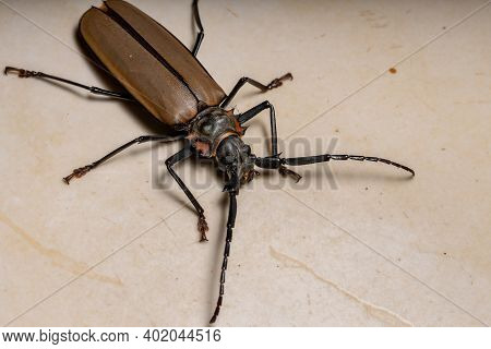 Adult Giant Imperious Sawyer