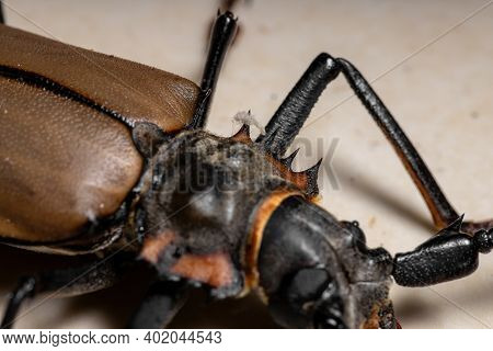 Adult Giant Imperious Sawyer