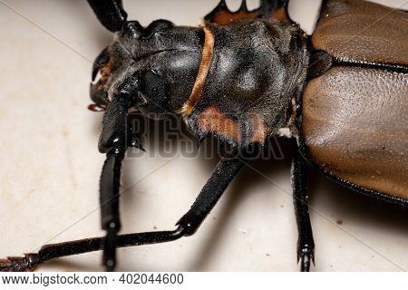 Adult Giant Imperious Sawyer