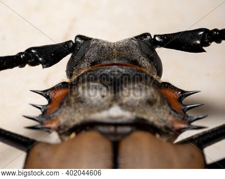 Adult Giant Imperious Sawyer