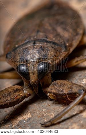 Adult Giant Water Bug