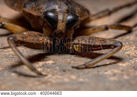 Adult Giant Water Bug