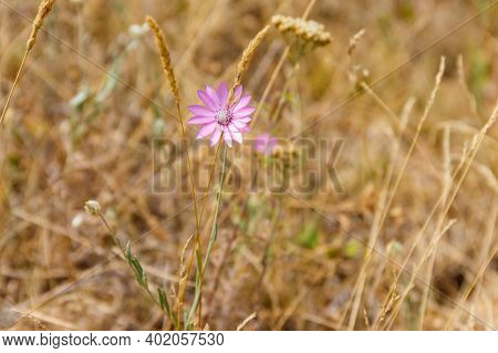 Xeranthemum Annuum Also Known As Annual Everlasting Or Immortelle On A Meadow