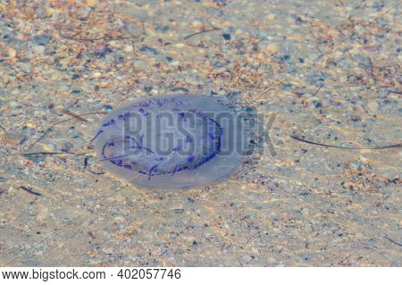 Rhizostoma Pulmo, Commonly Known As Barrel Jellyfish, Dustbin-lid Jellyfish Or Frilly-mouthed Jellyf