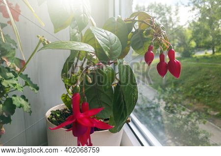 Pots With Various Flowers On Windowsill. Home Gardening And Indoor Plants Concept. Fuchsia Magellani