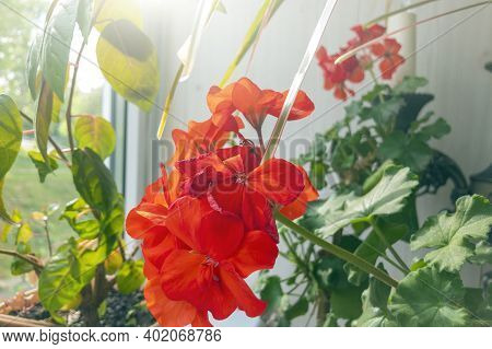 Pots With Various Flowers On Windowsill. Home Gardening And Indoor Plants Concept. Pelargonium Is Ge