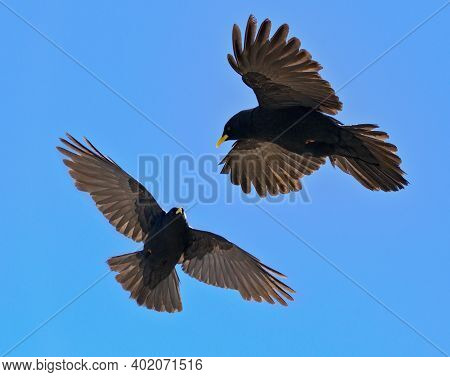 Alpine Chough Couple ,  Pyrrhocorax Graculus - Flying Birds