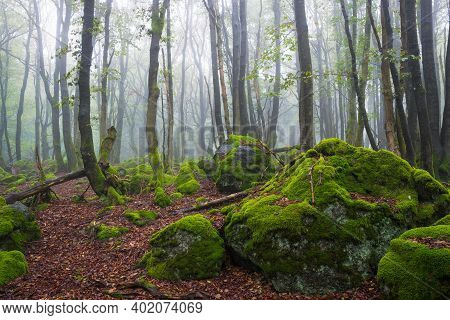 View On Mossy Stones In Forest In Rhoen On Misty Day